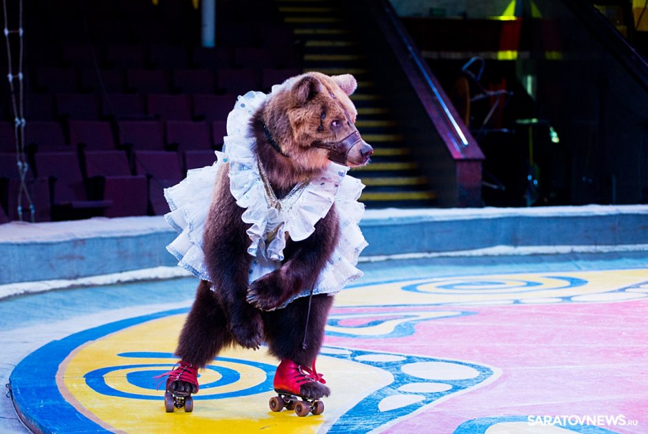 Фильм пудель 2010