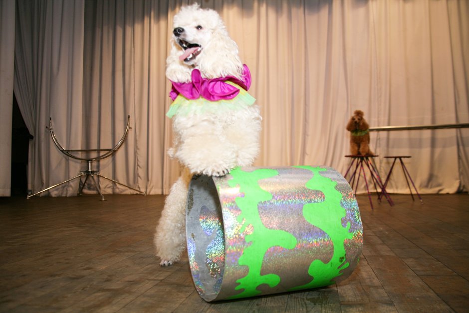 Дрессированные Пудели на праздник