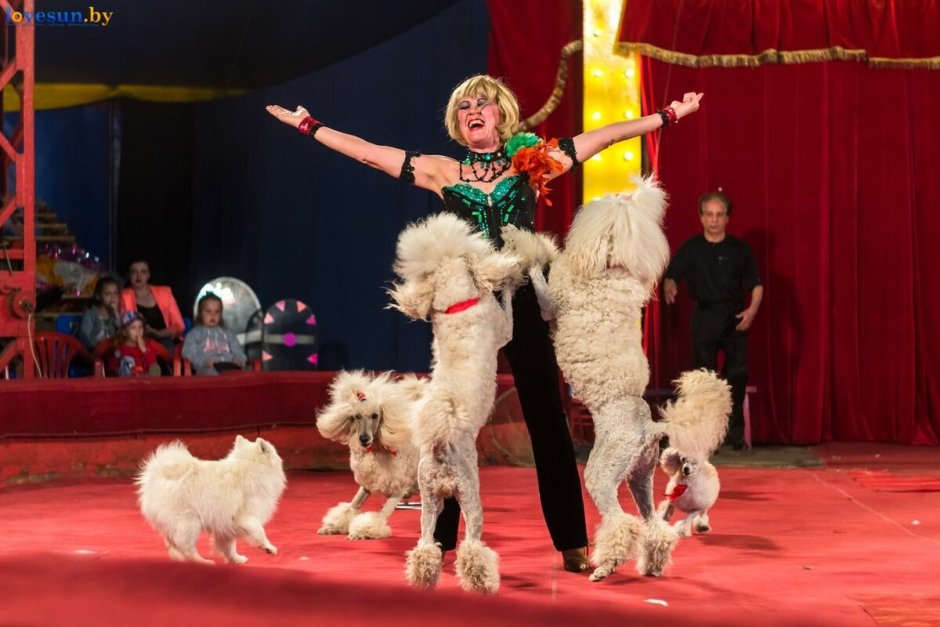 Самые дрессированные собаки