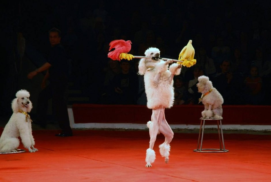 Цирковые собачки