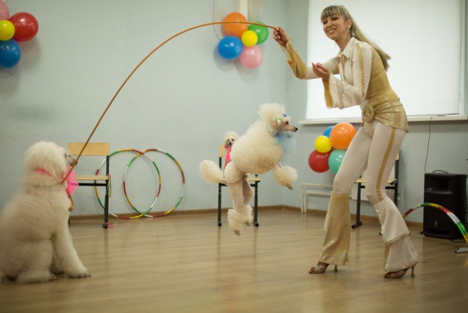 Собаки в цирке шоу