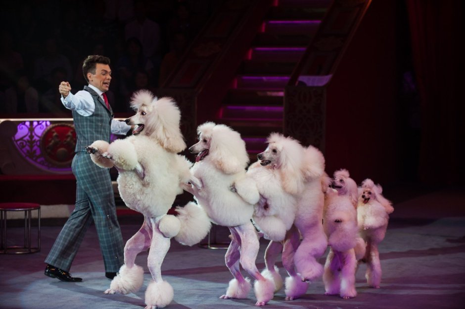 Дрессировщик собак 100 цирке Никулина