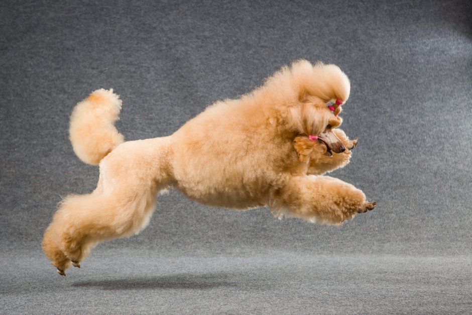 Медведь в цирке