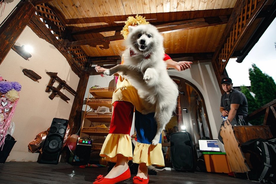 Цирк выступление