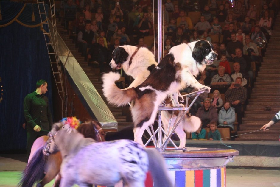 Танцы с собаками Чемпионат мира 2019