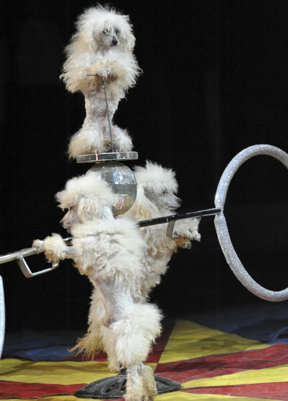 Шоу дрессированных собачек