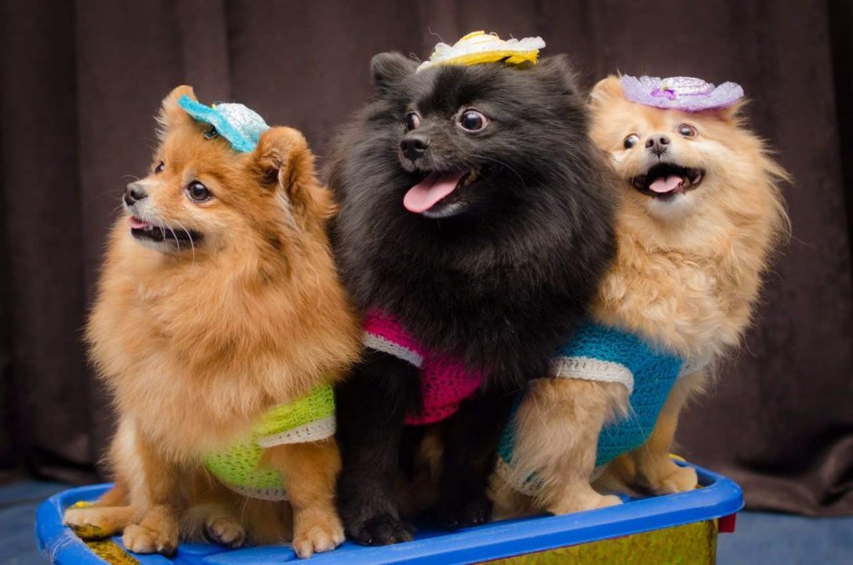 Собаки артисты