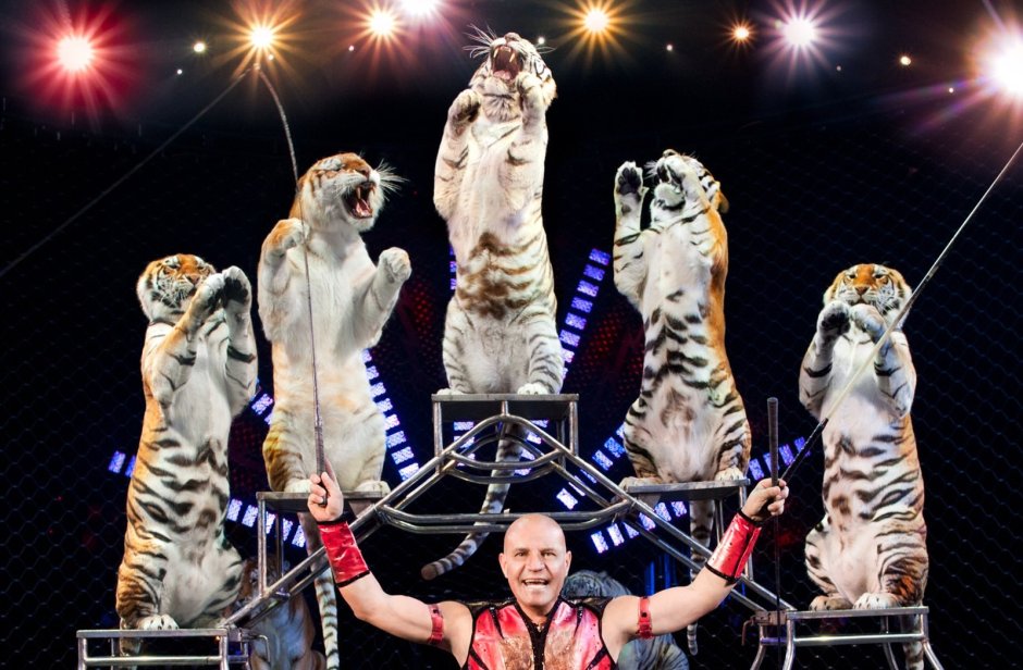 Надежда Сквирская цирк белые львы