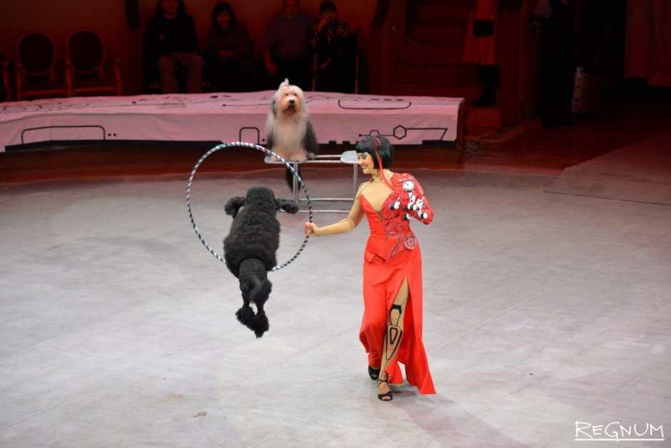 Собаки в цирке