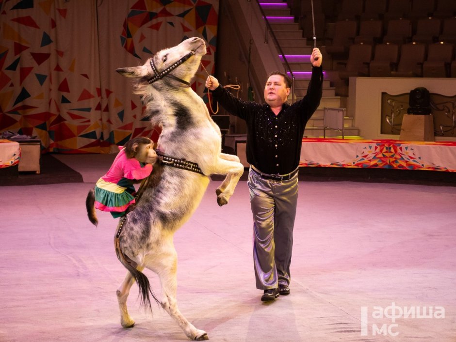 Собаки в цирке