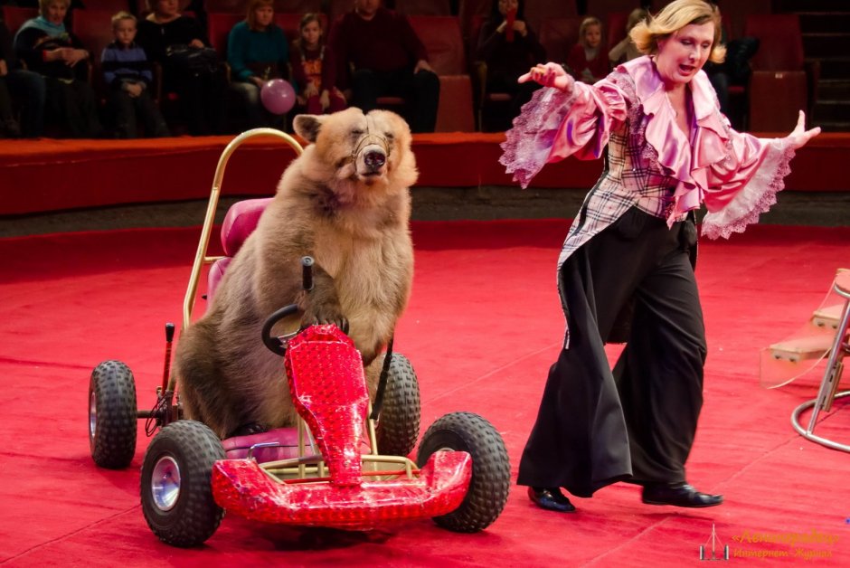 Цирковые Пудели Карликовые