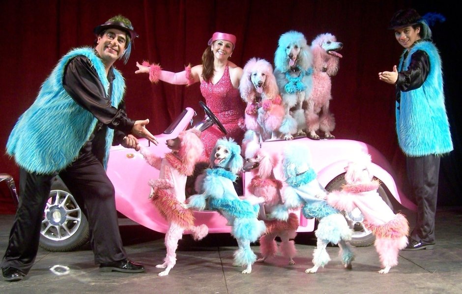 Медведь в цирке