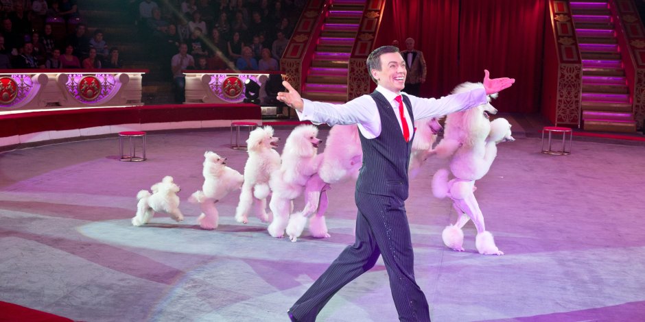 Цирковые собаки породы