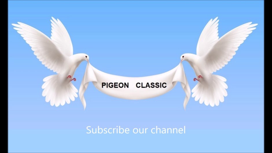 Голубь Святой дух