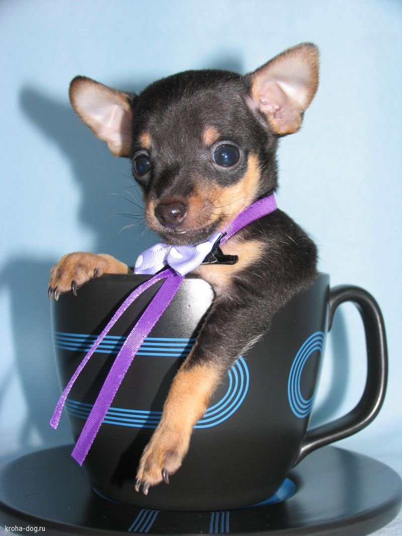 Микро тойчики карманные