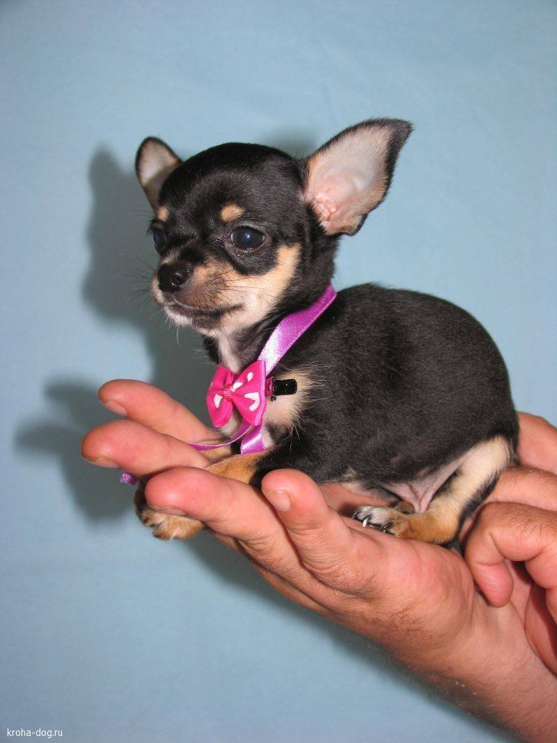 Чихуахуа карликовый терьер
