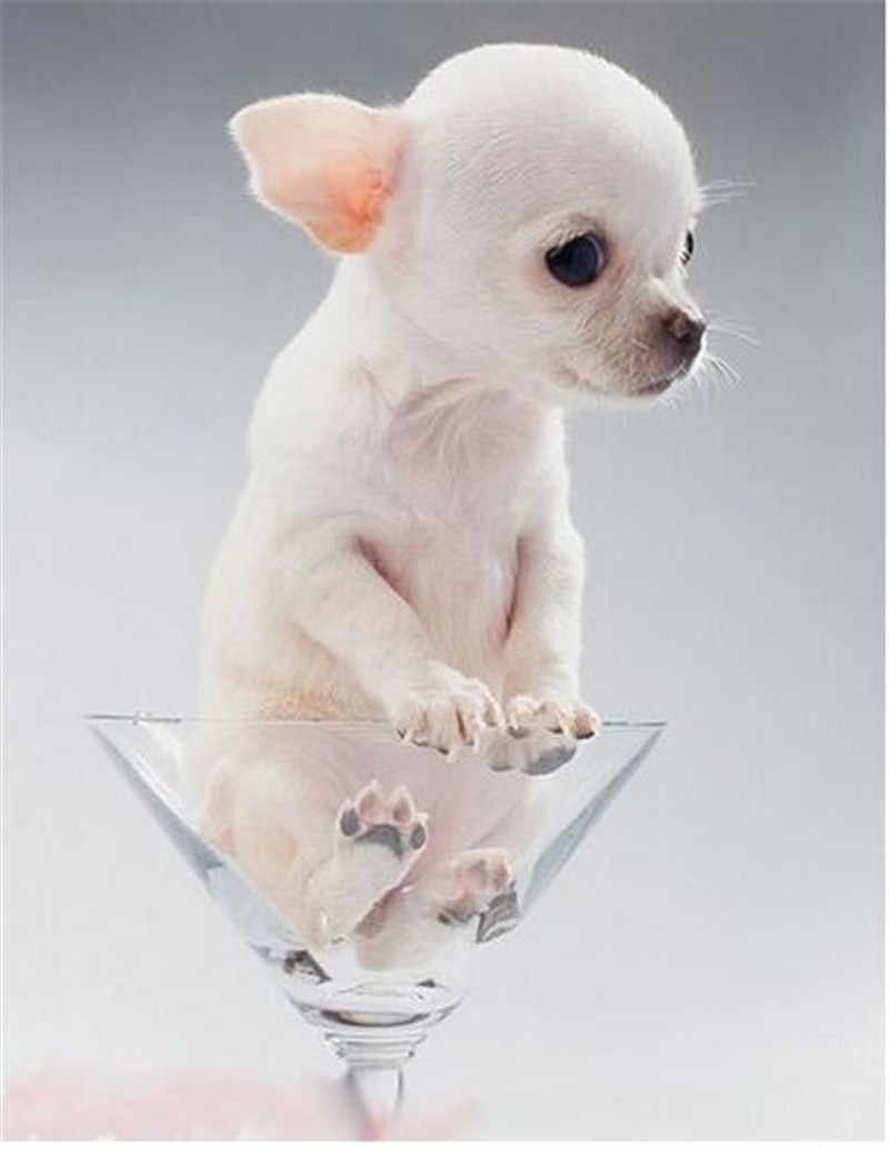 Чихуахуа мини пучеглазые