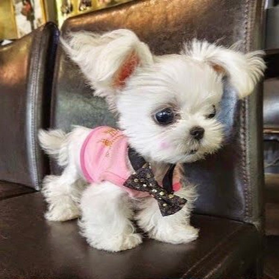 Мини собаки