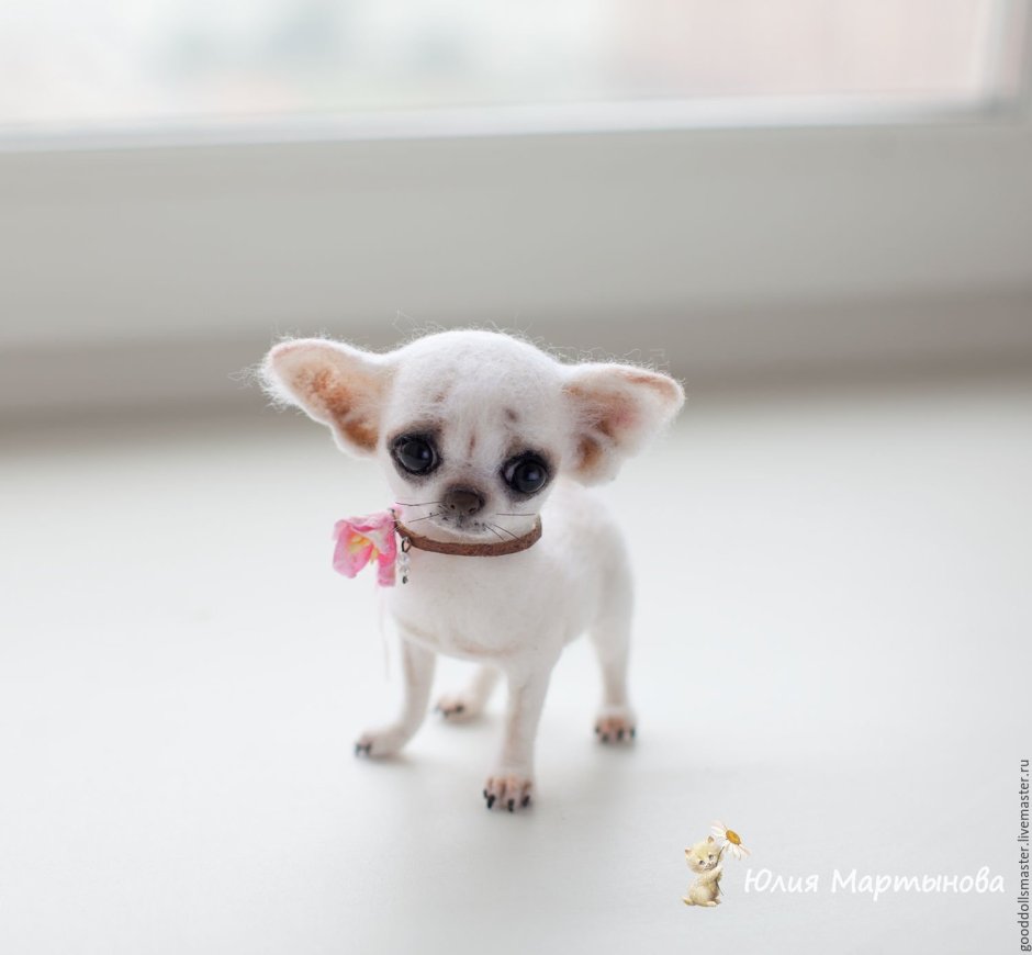 Чихуахуа карликовый белый