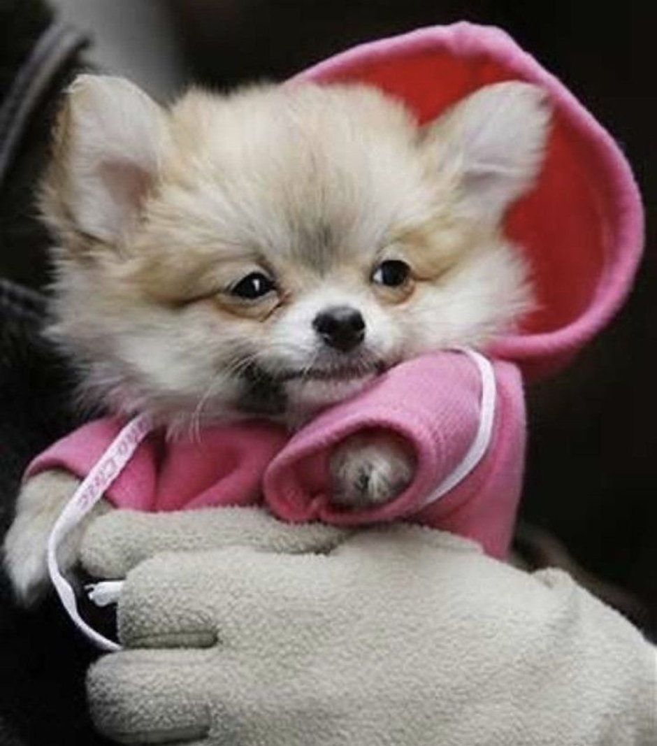 Карманные собачки