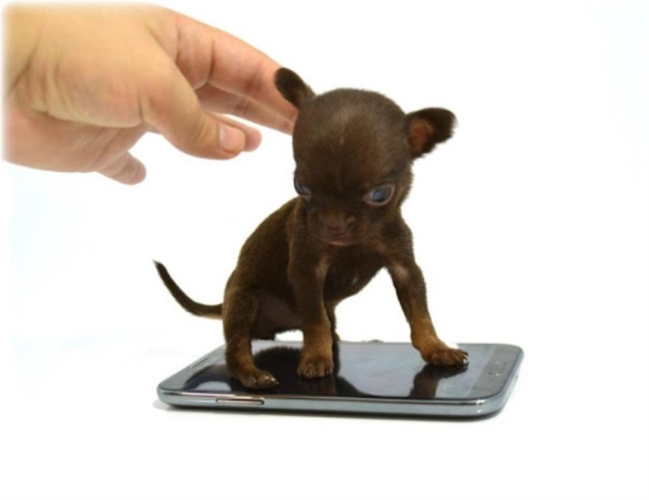 Собака чихуахуа Милли