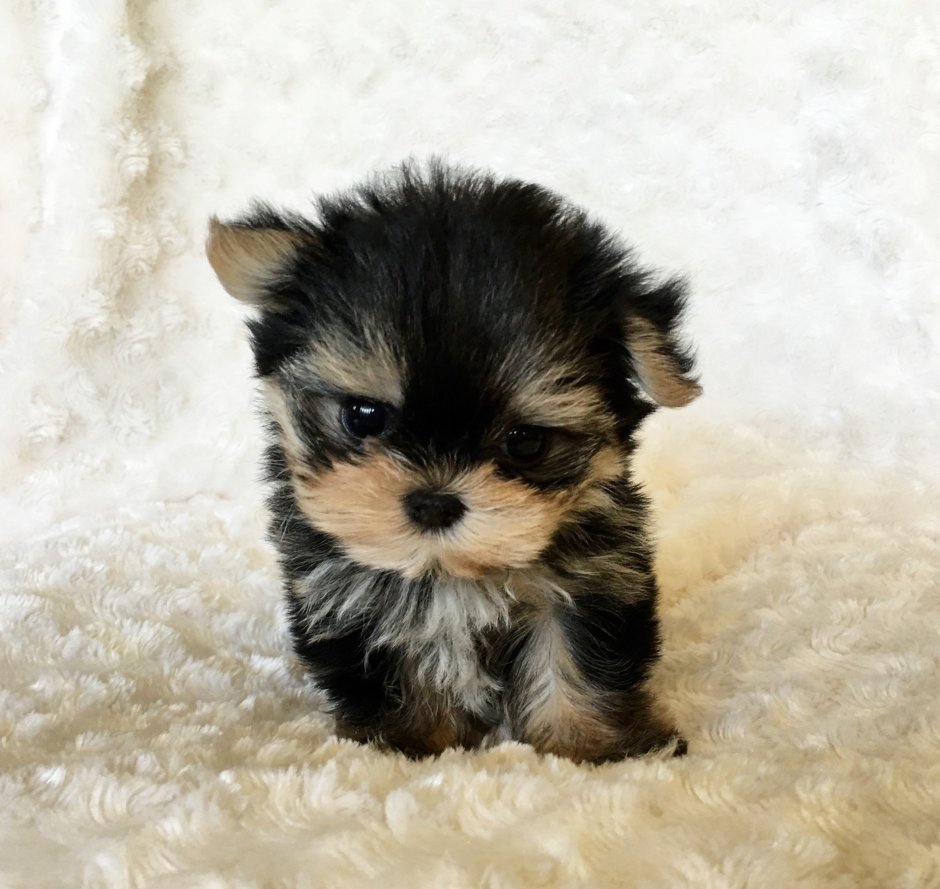 Карманные собачки породы