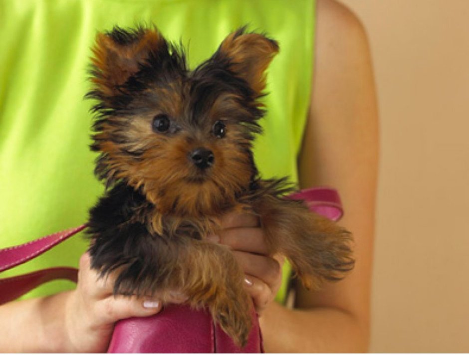 Собаки карманные