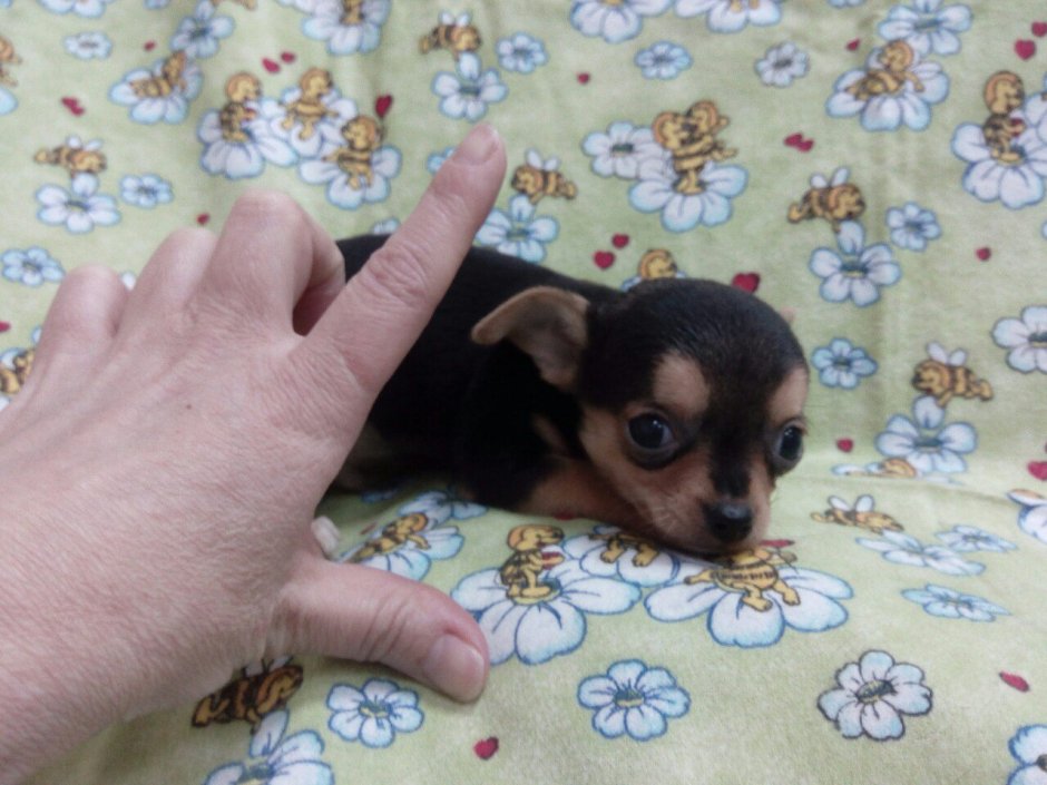 Мини тойчики карманные