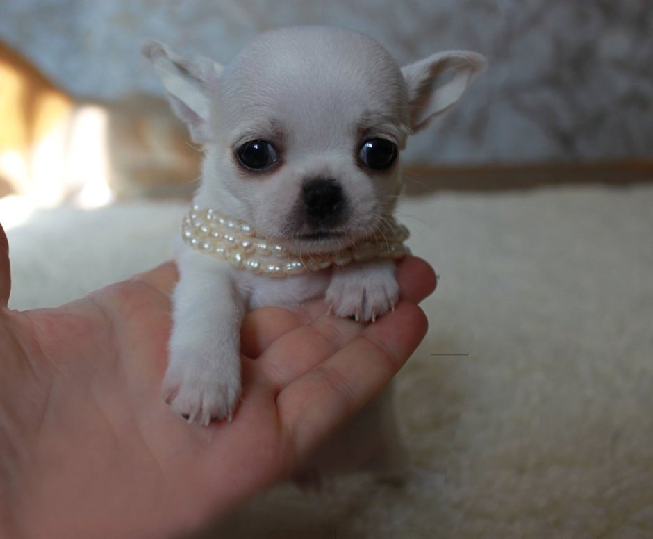Карликовый чихуахуа