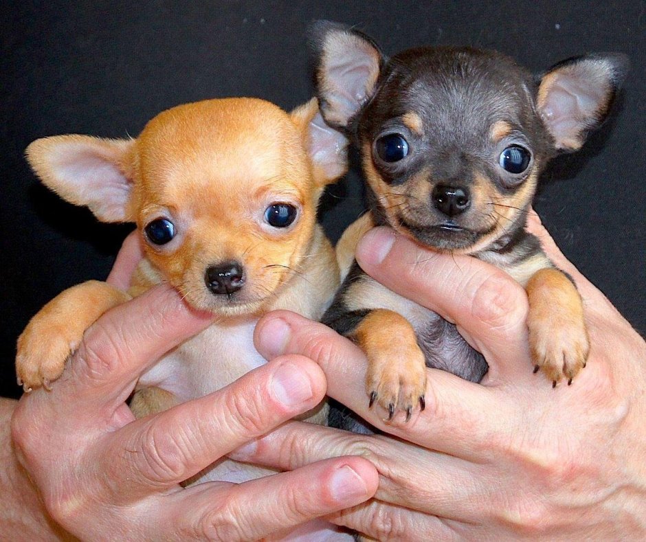 Собака чихуахуа мини собачка
