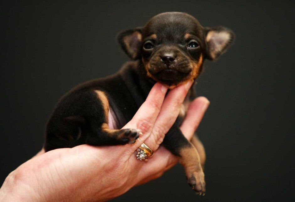 Чихуахуа карманная бесшерстная