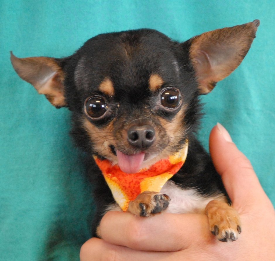 Карликовый чихуахуа
