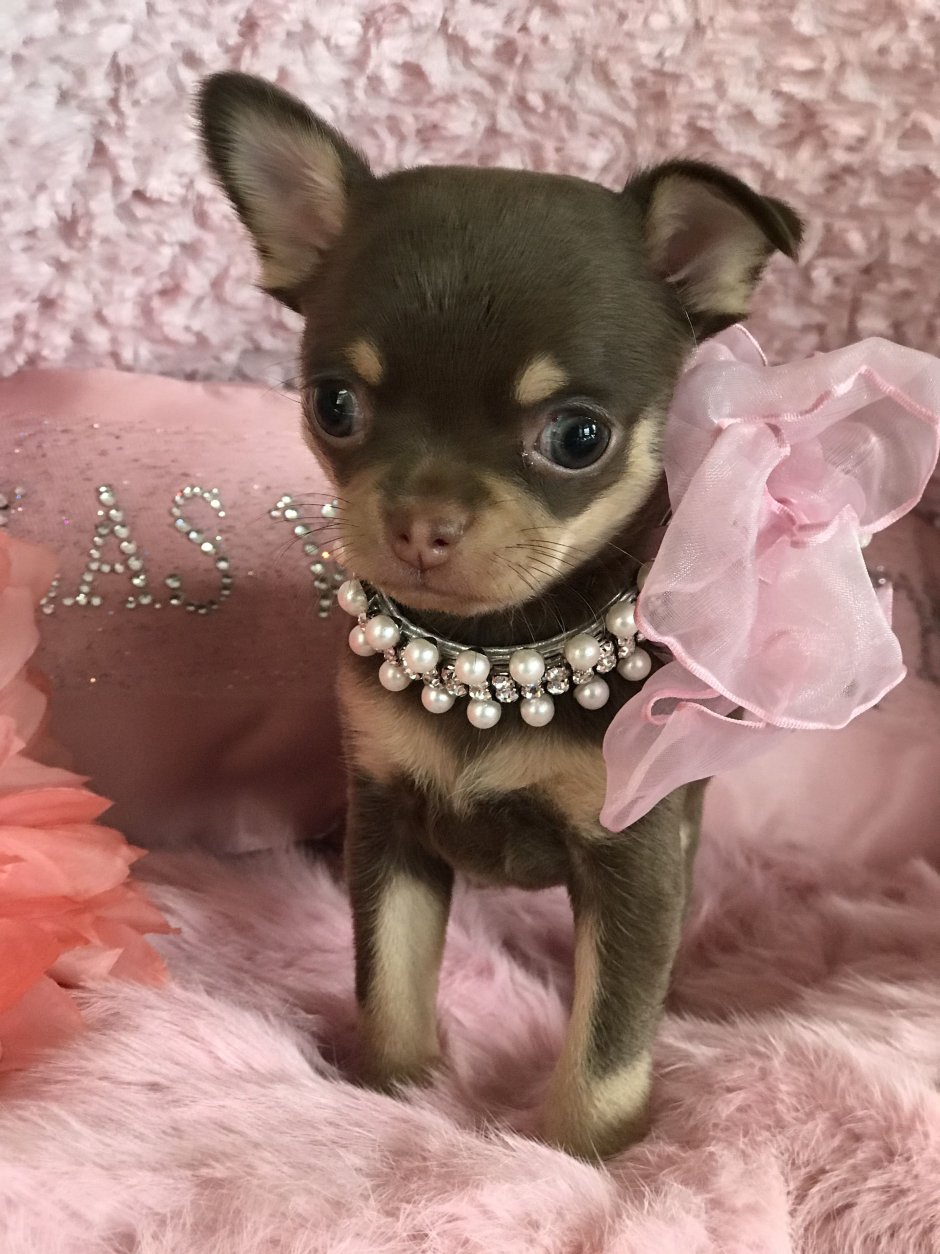 Чихуахуа мини