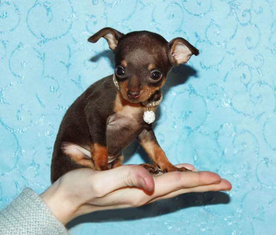 Той терьер мини