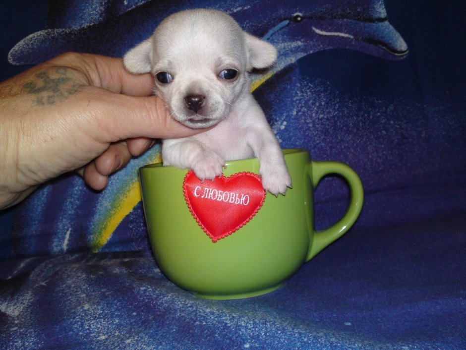 Китайская карманная собачка