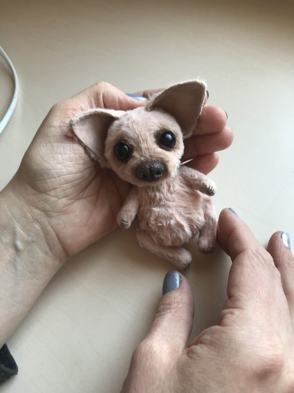 Маленькая карманная собачка