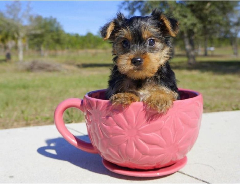 Карликовый Йоркширский терьер