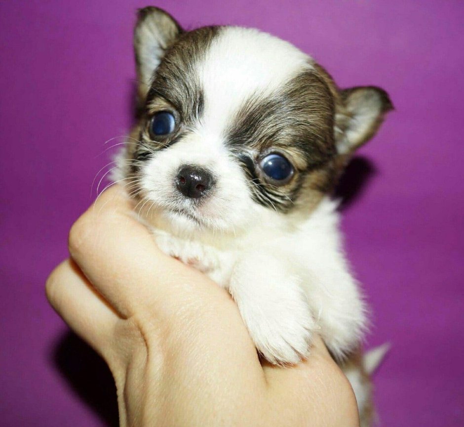 Чихуахуа карманная карликовая