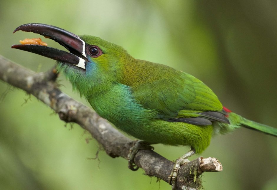 Aulacorhynchus haematopygus