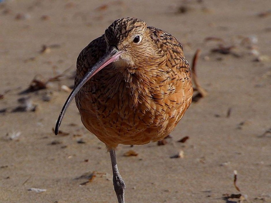 Gallinago stenura