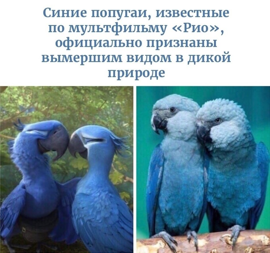 Голубой ара вымерли