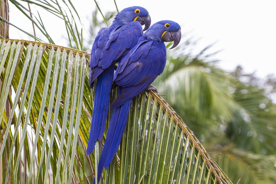 Голубые ара (Blue Macaws)