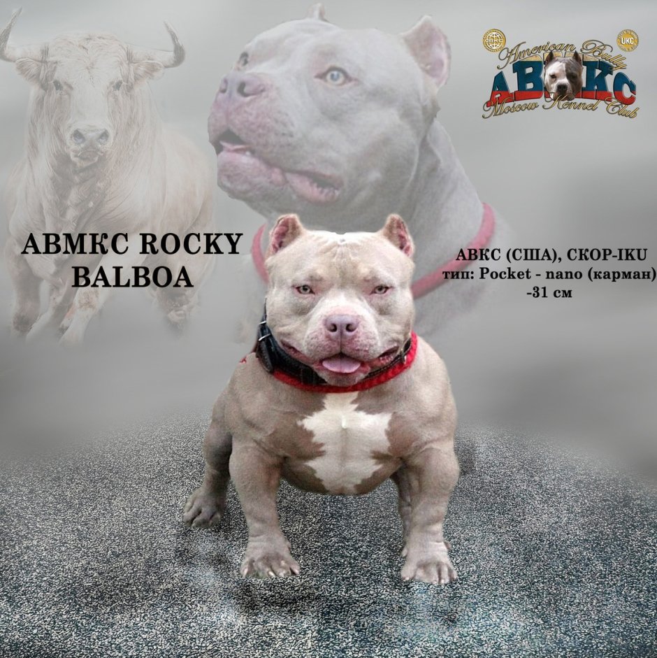 Американский булли Тип покет микро