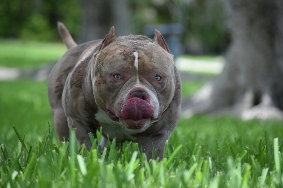 Ogbully фото
