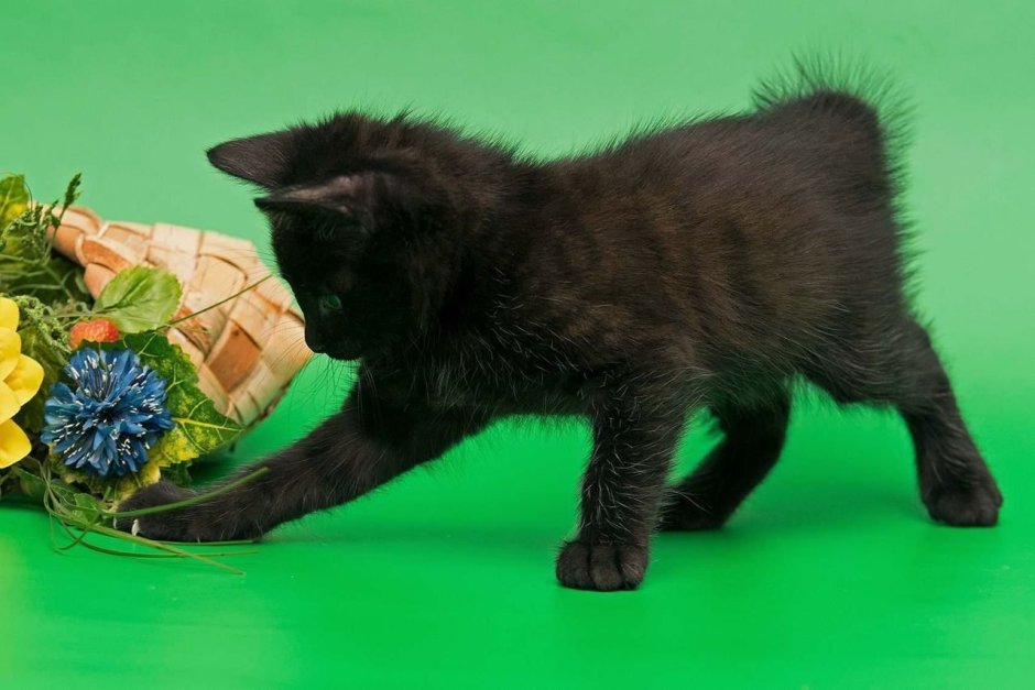 Черный коту которого белое пузо с шарфом игрушка