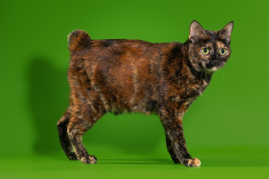 Котята породы Мейн кун фото 1 месяц