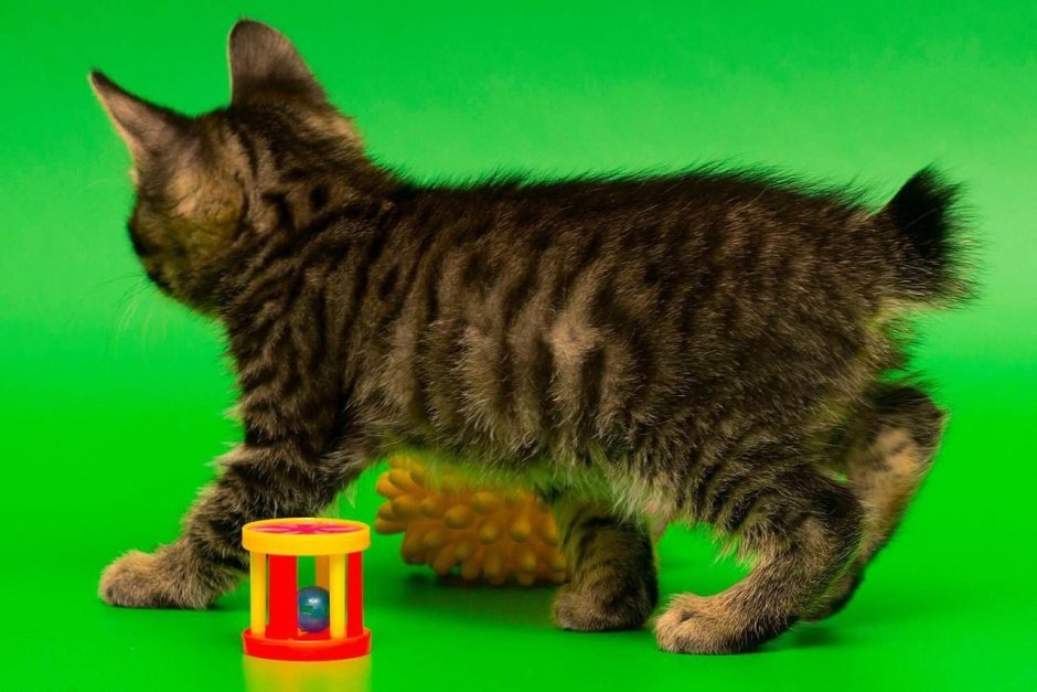 Кот Курильский бобтейл весит 7 кг