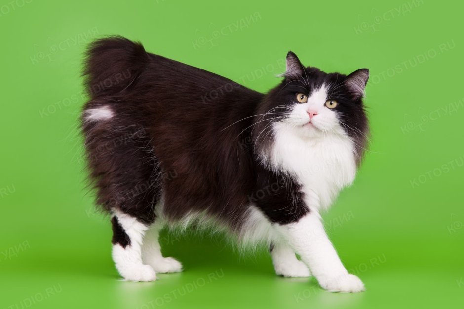 Курильский бобтейл черный