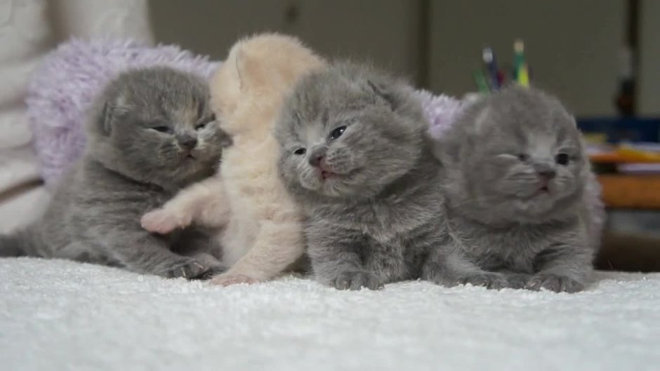 Новорождённые котята вислоухие Шотландские