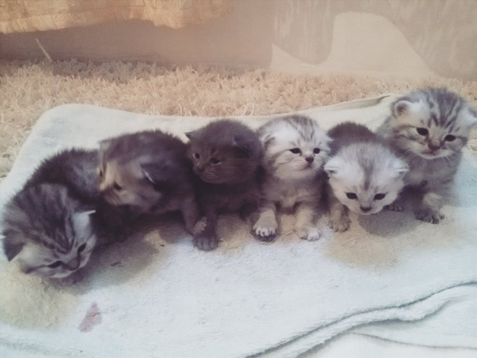Вислоухие котята только родившиеся